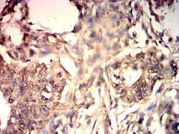 PTPN6 Antibody