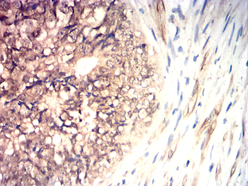 PTPN6 Antibody