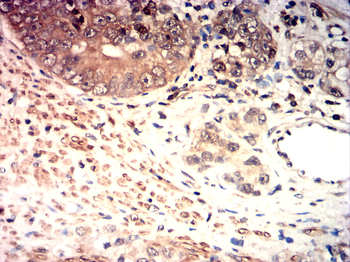 PTPN6 Antibody