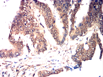 PTPN6 Antibody