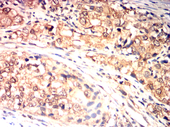 PRKCD Antibody