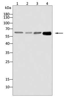 PRKCD Antibody