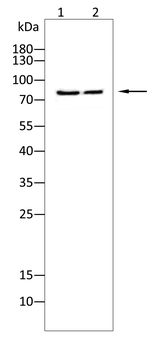 PRKCD Antibody