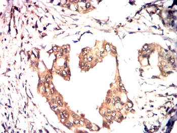 PTGS1 Antibody