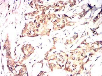 PTGS1 Antibody