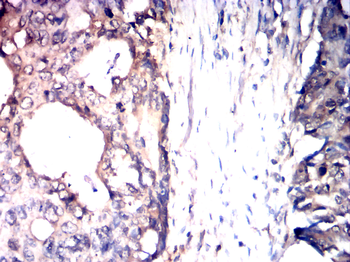 PTGS1 Antibody