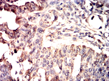 PTGS1 Antibody