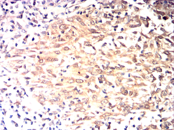 PTGS1 Antibody