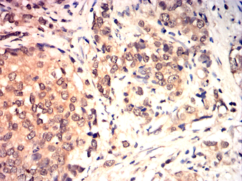 PTGS1 Antibody