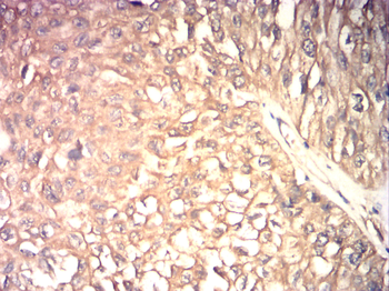 ID1 Antibody