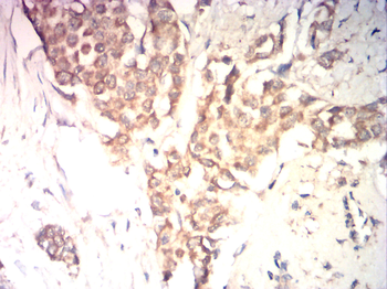 ID1 Antibody