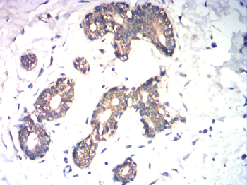 ID1 Antibody