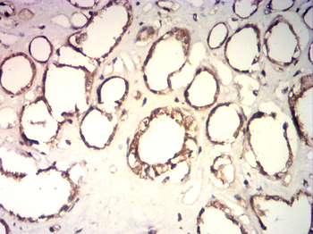ID1 Antibody