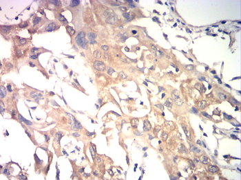 ID1 Antibody