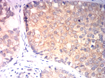 ID1 Antibody
