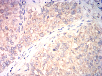 ID1 Antibody