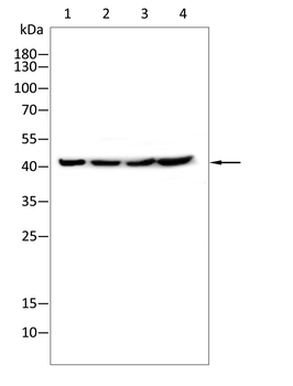 HLA-A Antibody