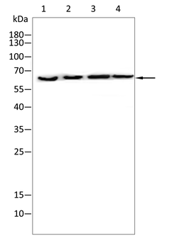 HEXB Antibody