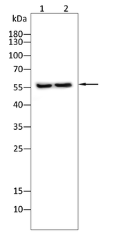 CYP2R1 Antibody