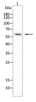 CYP2R1 Antibody