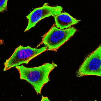 CYP2R1 Antibody