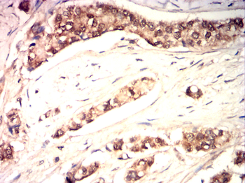 CYP2R1 Antibody