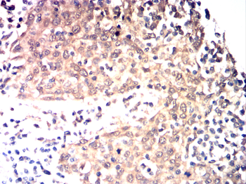 CYP2R1 Antibody