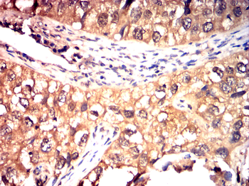 CYP2R1 Antibody