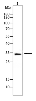 CDK1 Antibody