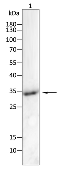 CDK1 Antibody