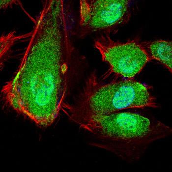 CDK1 Antibody
