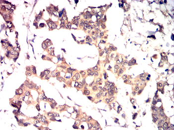 CDK1 Antibody
