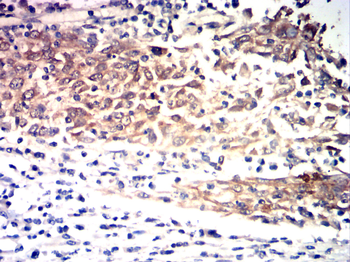 CDK1 Antibody