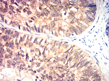 CDK1 Antibody