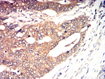 CDK1 Antibody