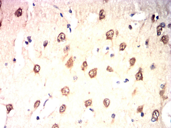 RBFOX3 Antibody