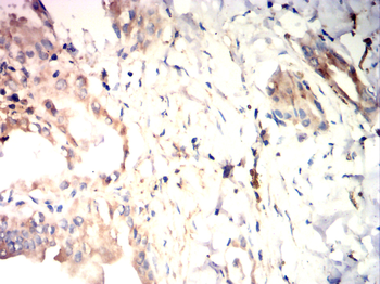 RBFOX3 Antibody