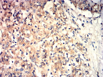 CASP1 Antibody