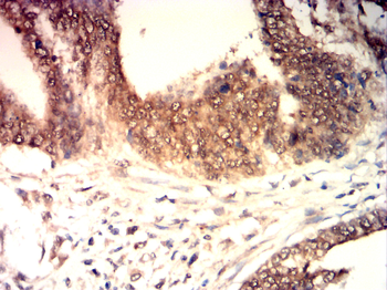 CASP1 Antibody