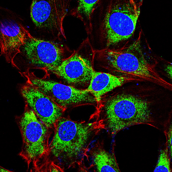 TLR7 Antibody