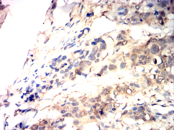TLR7 Antibody