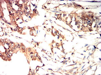 TLR7 Antibody