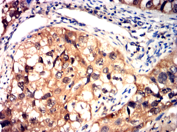 TLR7 Antibody