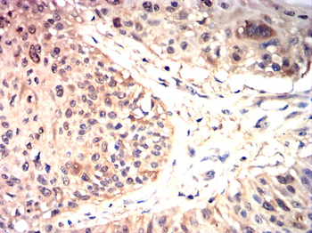 TLR7 Antibody