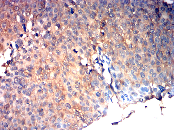 TLR7 Antibody