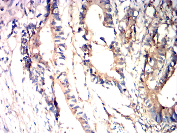 TLR7 Antibody