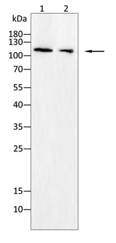 TLR7 Antibody