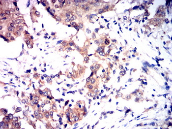 CXCR4 Antibody