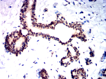 CXCR4 Antibody
