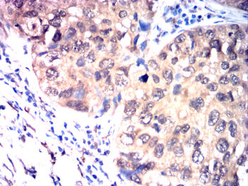 CXCR4 Antibody